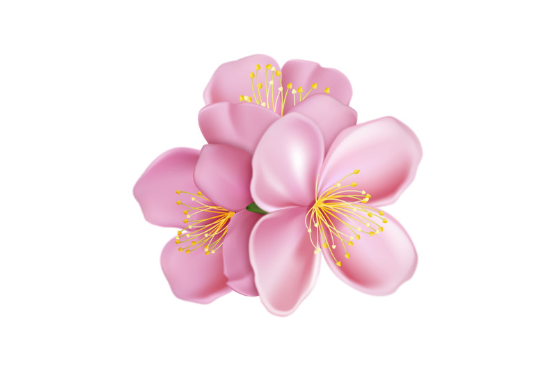 sakura-flower-cherry-vector