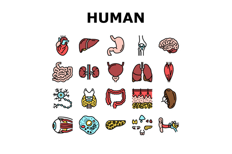 human-internal-organ-anatomy-icons-set-vector