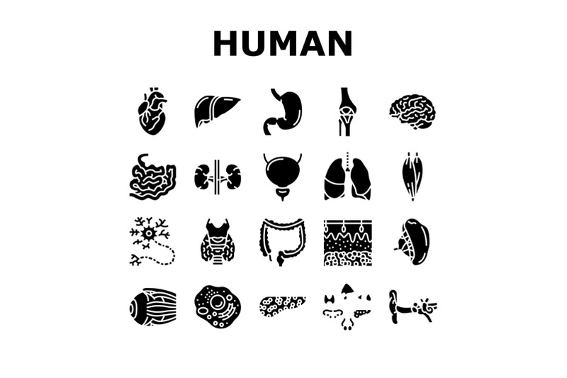 human-internal-organ-anatomy-icons-set-vector