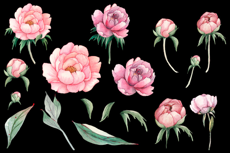 watercolor-pink-peonies-flowers-clipart