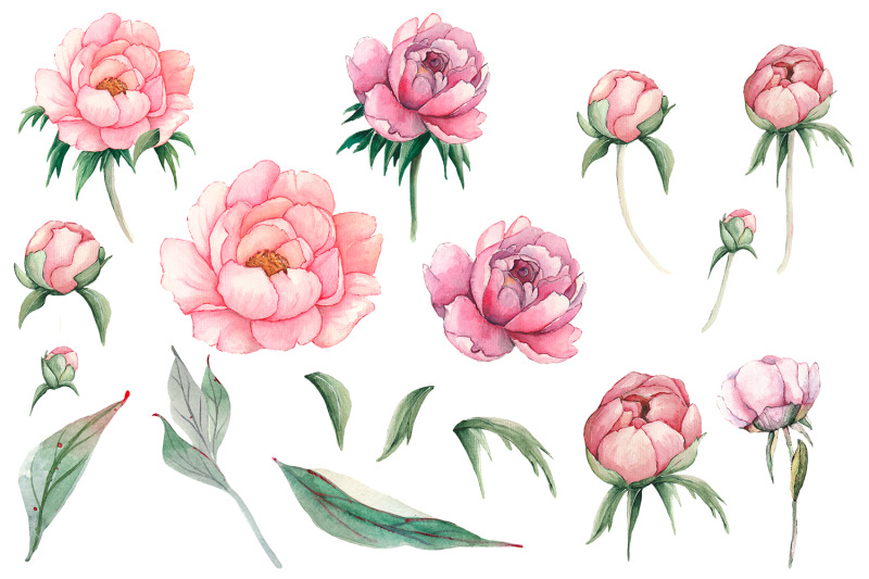 watercolor-pink-peonies-flowers-clipart