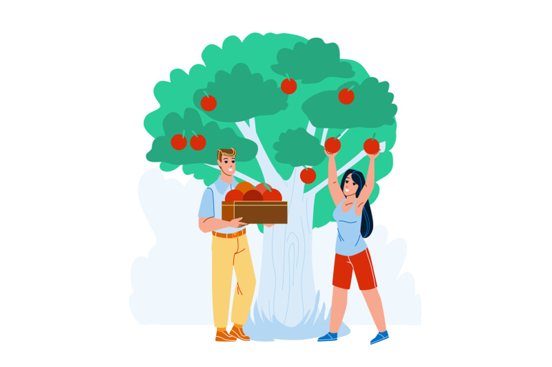 man-and-woman-harvesting-apples-in-orchard-vector