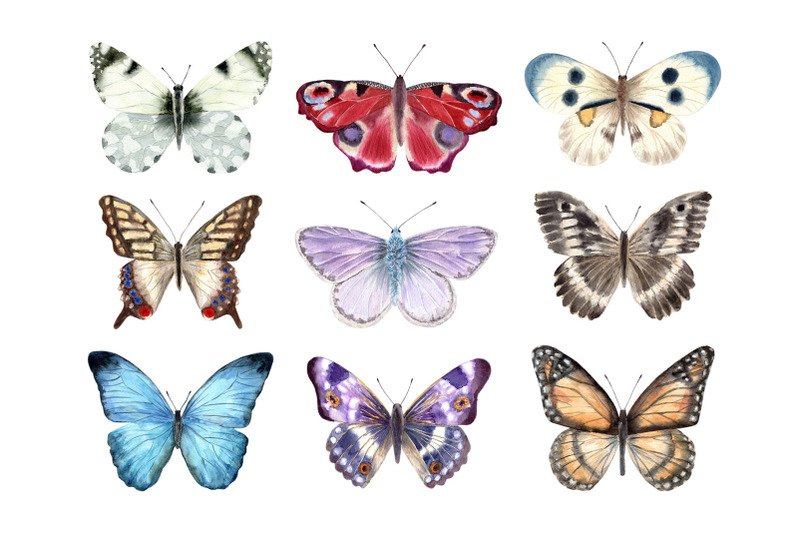 watercolor-butterflies-cliparts-set-collection-illustrations