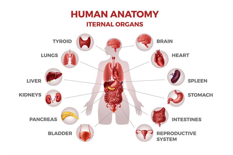 body-internal-organs-woman-body-anatomy-with-stomach-and-kidneys-hea