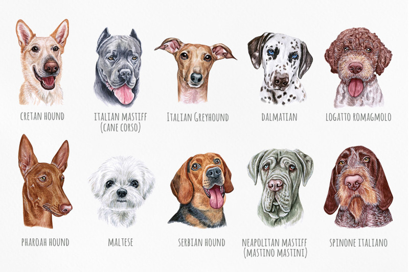 mediterranean-dog-watercolor-cute-set-10-dogs-breeds