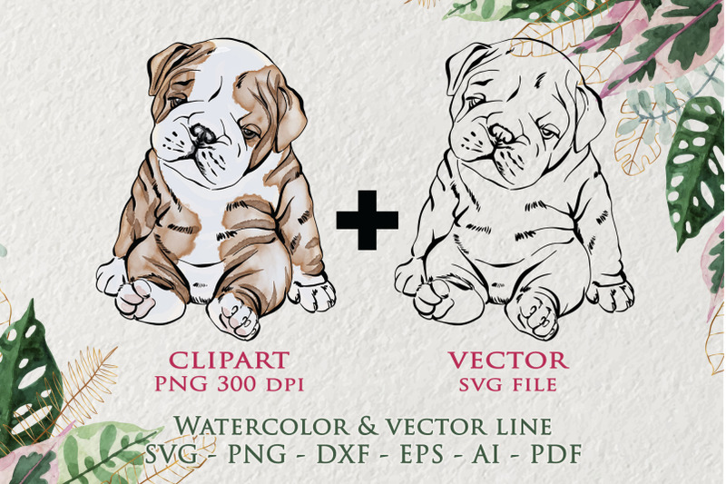 baby-english-bulldog-clipart-watercolor-illustrtation-bulldog-png-c