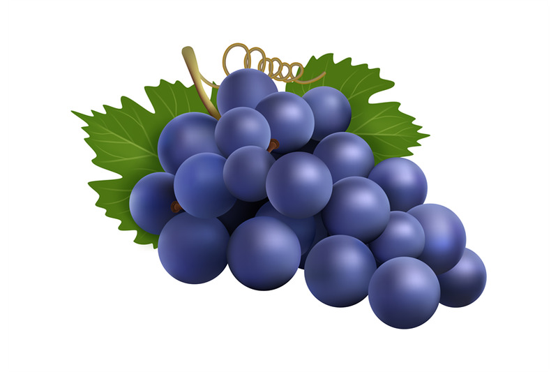 realistic-grape-bunch-black-winery-grapes-isolated-3d-plant-with-ber