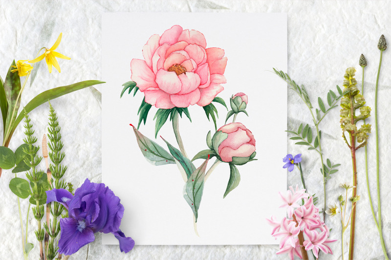 watercolor-pink-peonies-border-clipart-wedding-peony-floral