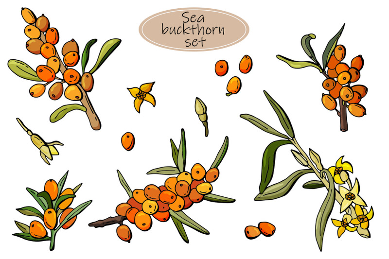 sea-buckthorn