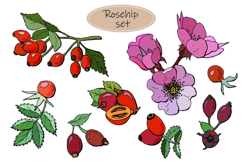 rosehip