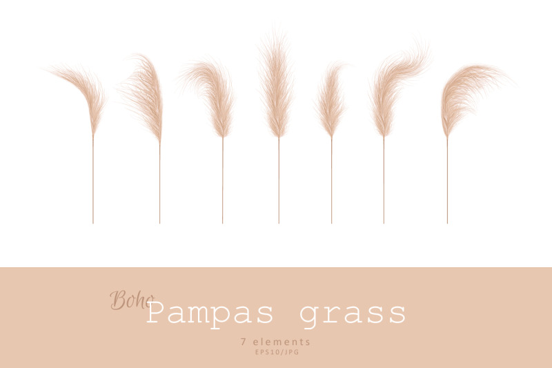 pampas-grass-vector-set