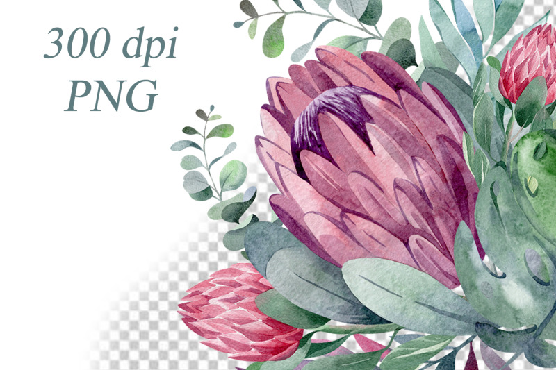 protea-watercolor-set-of-11-floral-compositions-png