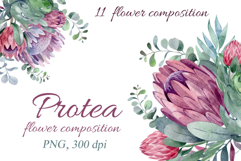 protea-watercolor-set-of-11-floral-compositions-png