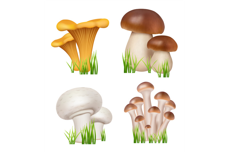 mushrooms-realistic-healthy-natural-products-champignons-golden-chant