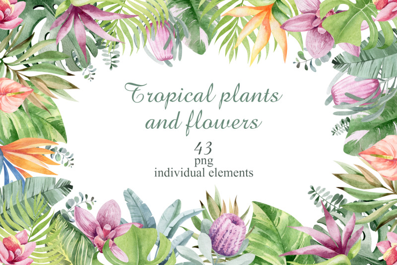 tropical-flowers-and-plants-watercolor-set-of-43-png-plants
