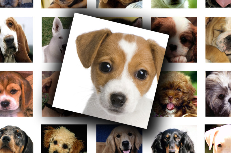 digital-collage-sheet-dogs-and-puppies