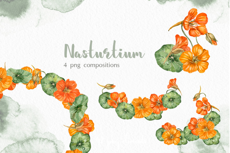 watercolor-garden-flowers-nasturtium