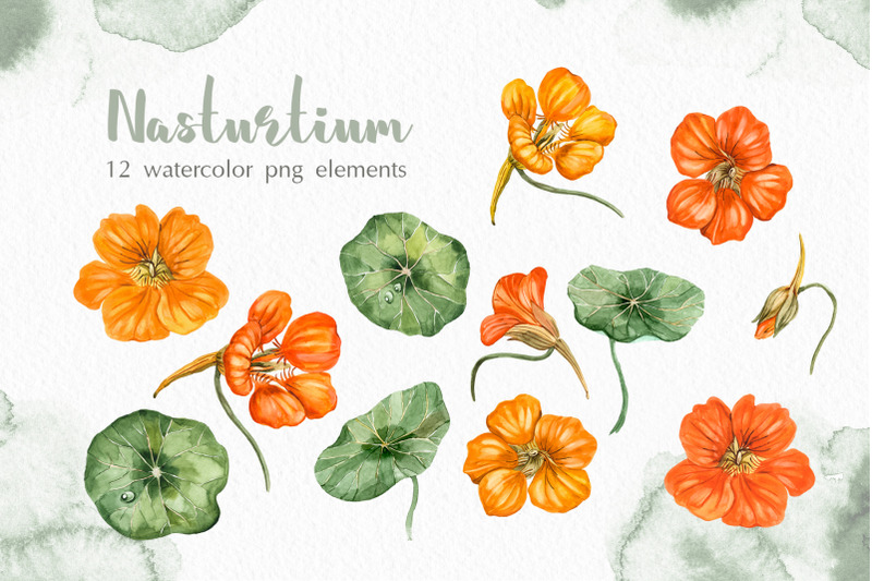 watercolor-garden-flowers-nasturtium