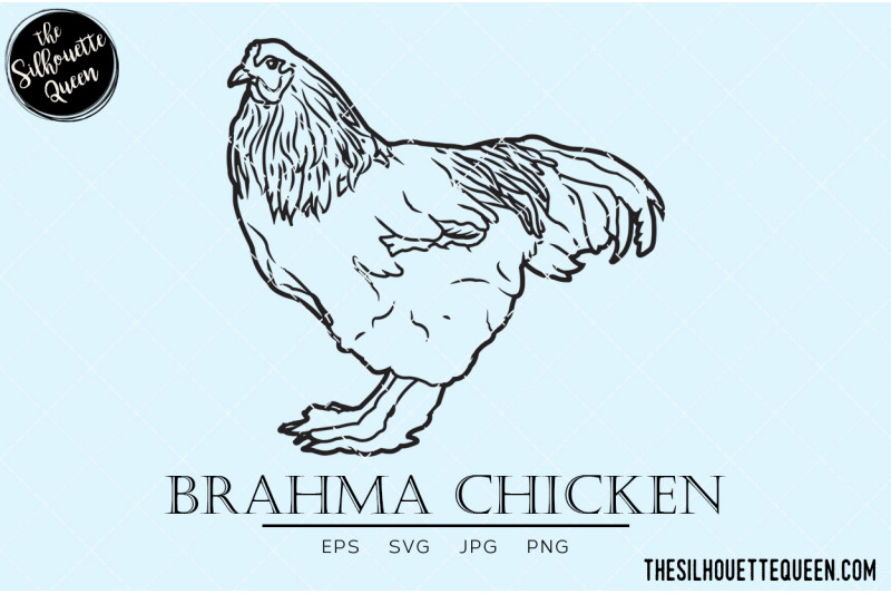 brahma-chicken-vector