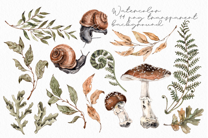 forest-plants-and-snails-watercolor-amanita-mushrooms