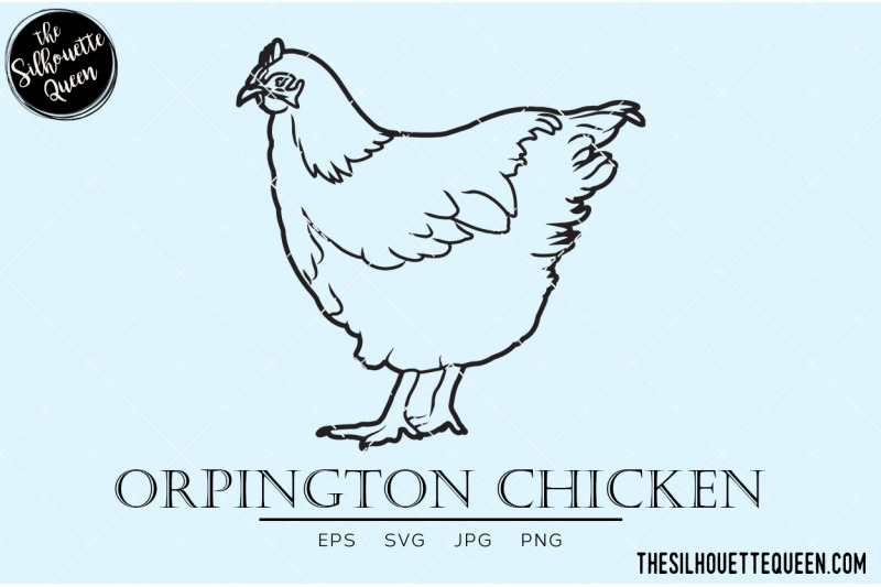 orpington-chicken-vector
