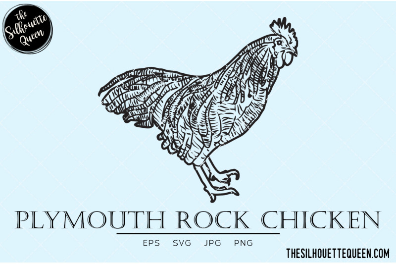 plymouth-rock-chicken-vector