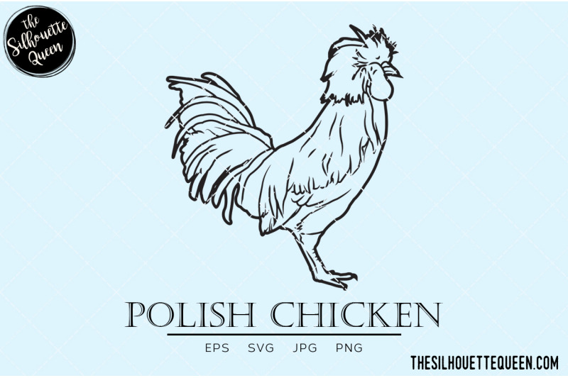 polish-chicken-vector