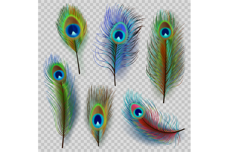 exotic-feathers-beautiful-realistic-peacock-colored-birds-decent-vect