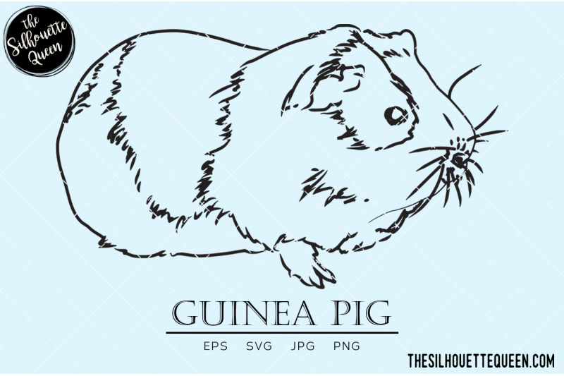 guinea-pig-vector