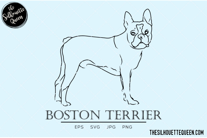 boston-terrier-sketch