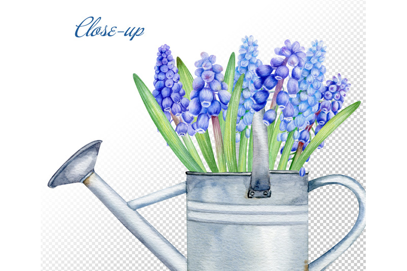watercolor-grape-hyacinth-clipart-set-hand-painted-spring-flowers-png