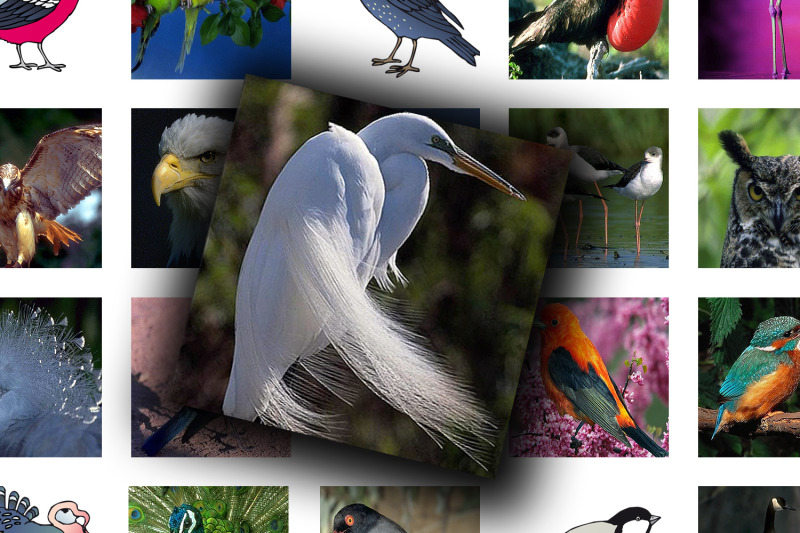 digital-collage-sheet-wild-birds