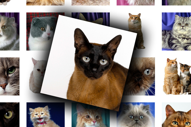 digital-collage-sheet-cute-cats