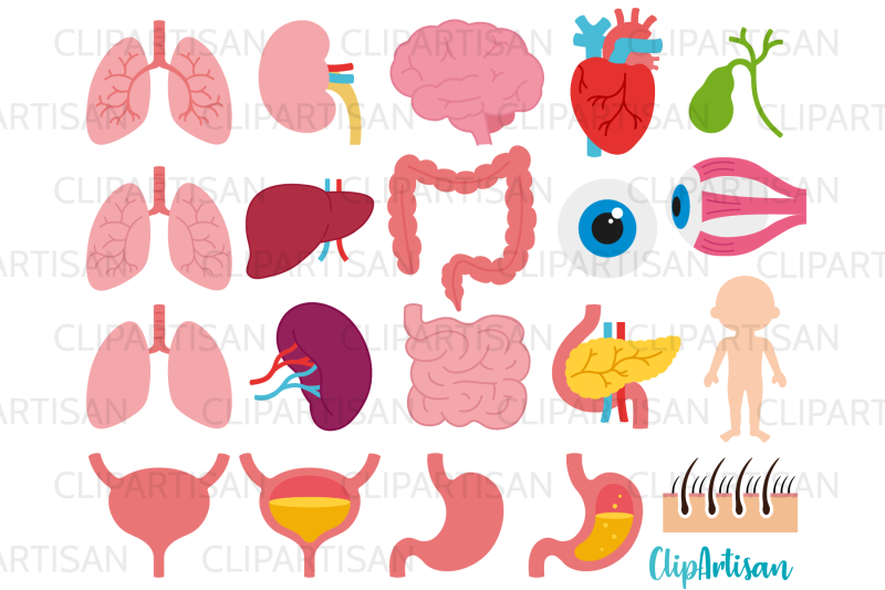 human-body-organs-clipart