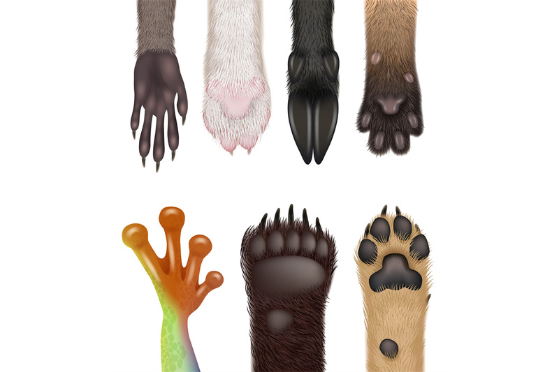 animals-paw-realistic-wild-animals-body-parts-dog-frog-cat-bears-raco