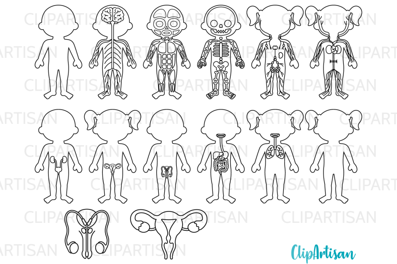 human-body-systems-clipart-digital-stamps