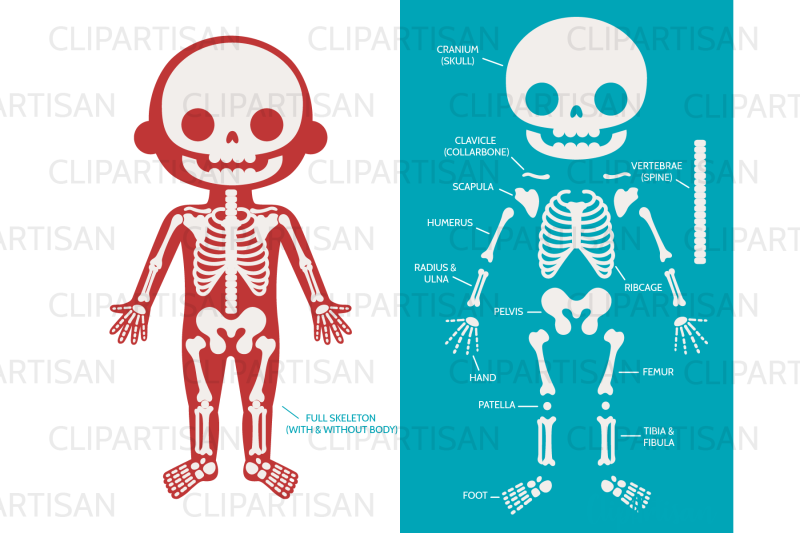 human-skeleton-parts-clipart