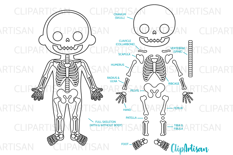 human-skeleton-clipart-digital-stamps