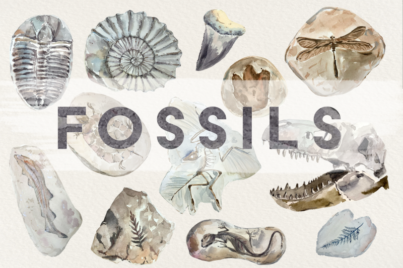 fossils-watercolor-clip-art-set