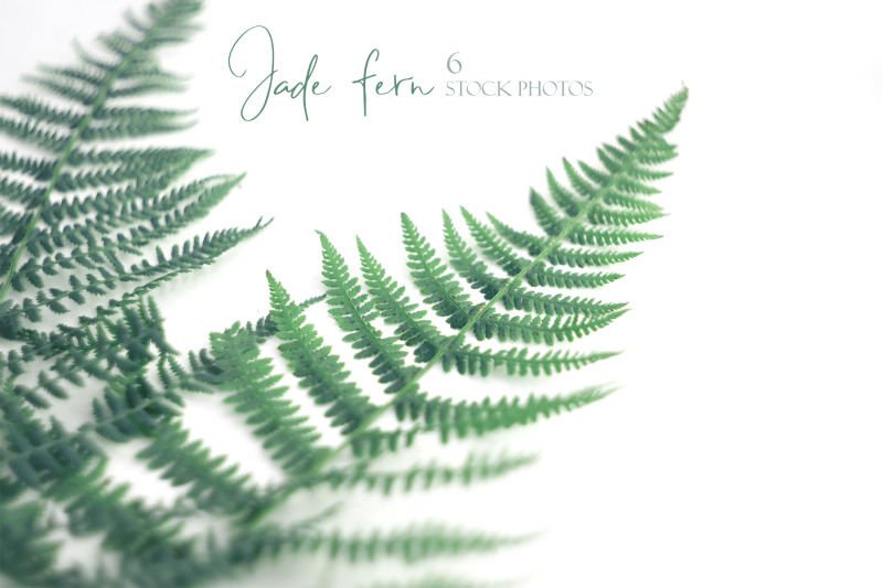 jade-fern-mockup-photo-bundle