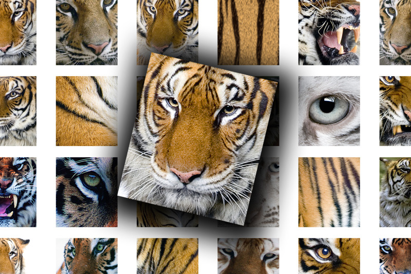 digital-collage-sheet-tigers