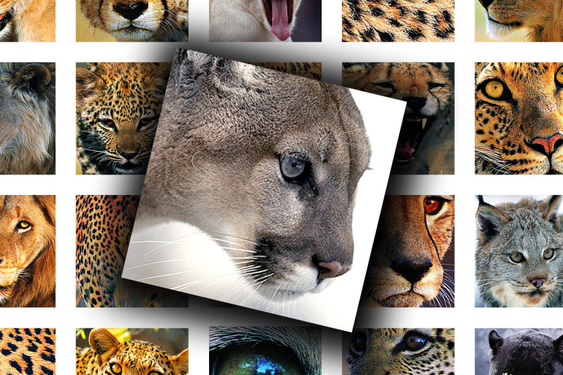 digital-collage-sheet-wild-cats