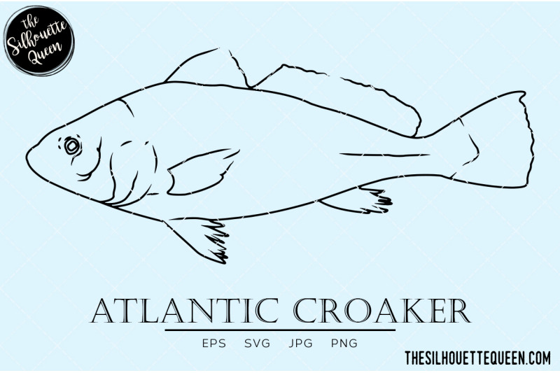 atlantic-croaker-hand-sketched-hand-drawn-vector-clipart