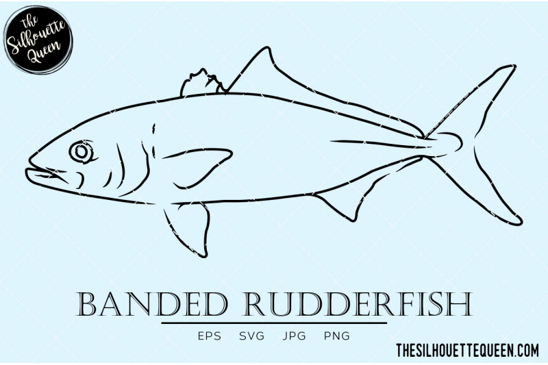 banded-rudderfish-hand-sketched-hand-drawn-vector-clipart
