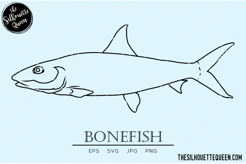 bonefish-hand-sketched-hand-drawn-vector-clipart