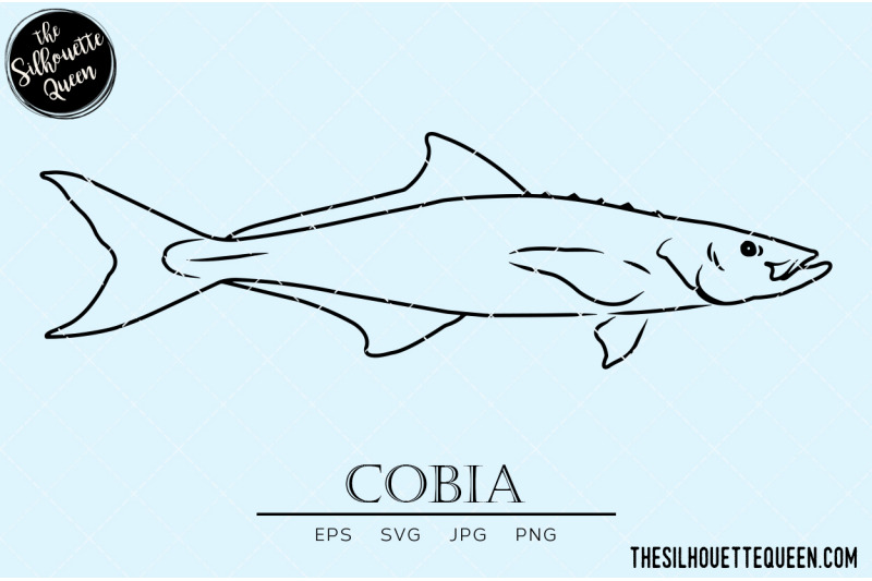 cobia-hand-sketched-hand-drawn-vector-clipart