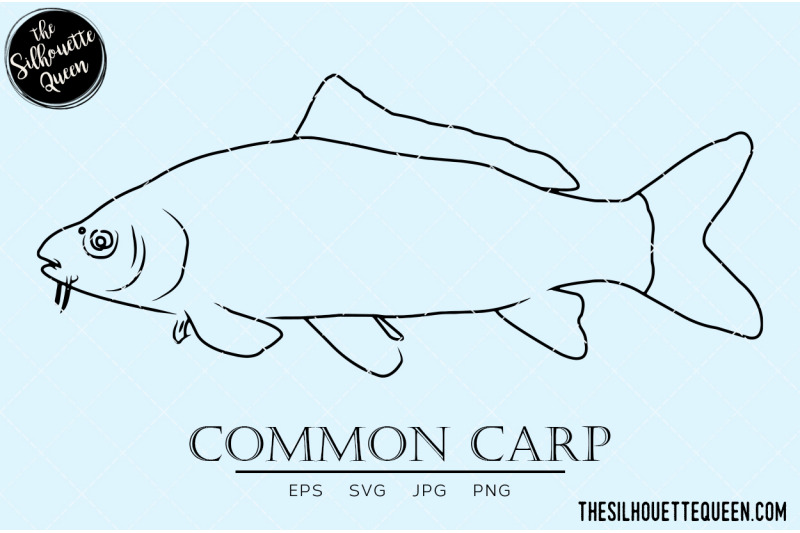 common-carp-hand-sketched-hand-drawn-vector-clipart