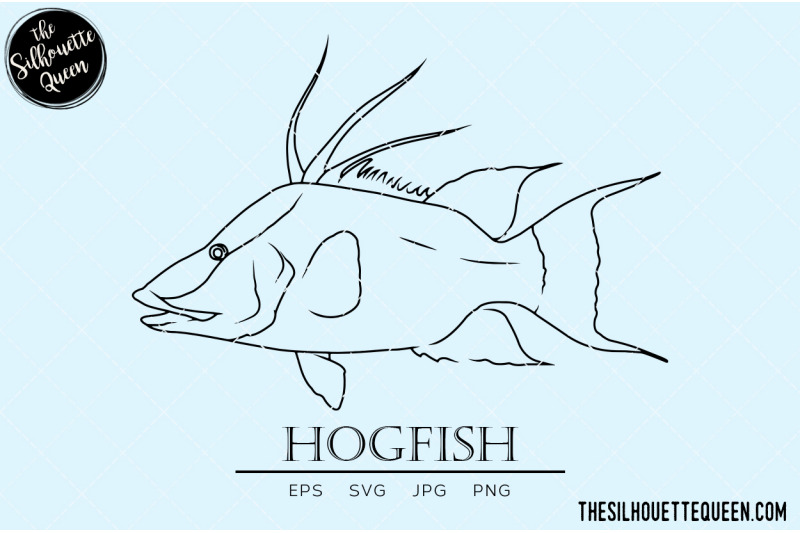 hogfish-hand-sketched-hand-drawn-vector-clipart