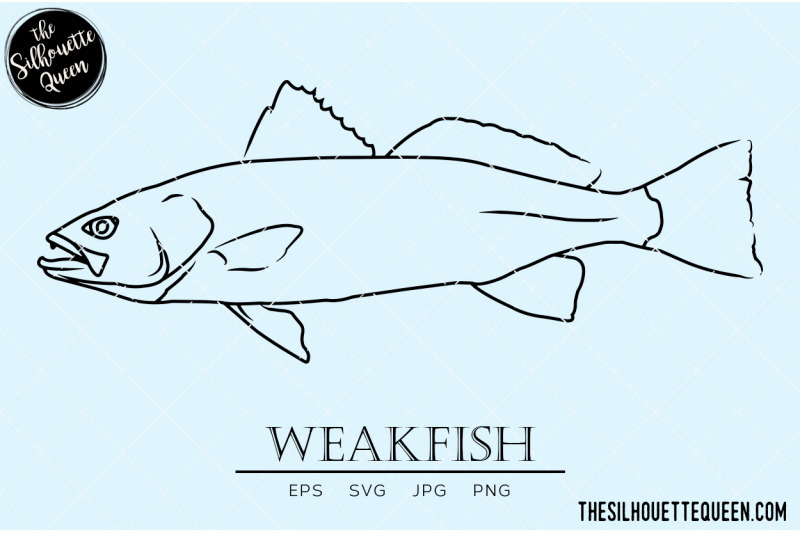 weakfish-hand-sketched-hand-drawn-vector-clipart