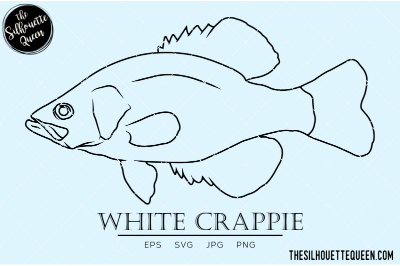 white-crappie-hand-sketched-hand-drawn-vector-clipart